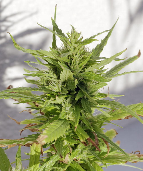Cannabis, Hanf