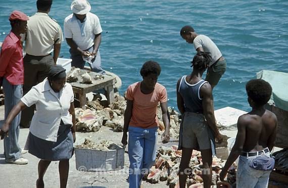 1978. Caribbean. Karibik. Bahamas. Nassau. Muschelfischer am Meer. Muscheln