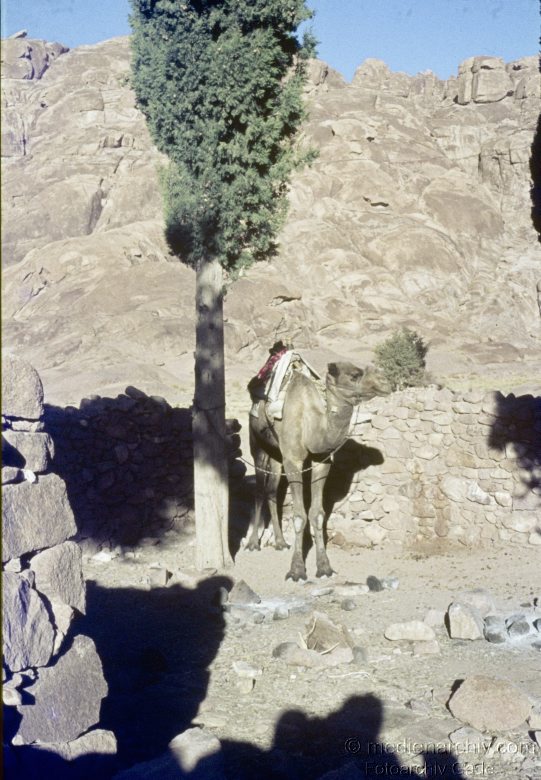1970er. Israel. Dromedar. Einhöckriges oder Arabisches Kamel