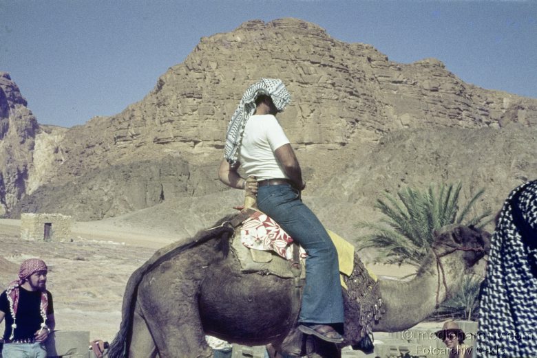 1970er. Israel. Dromedar. Einhöckriges oder Arabisches Kamel
