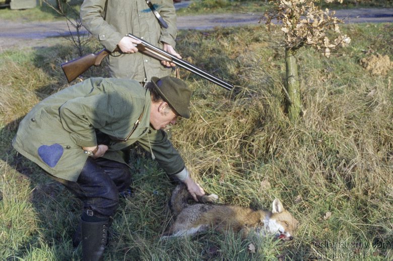1978. Jagd. Jäger mit Gewehr an einem erlegten Fuchs