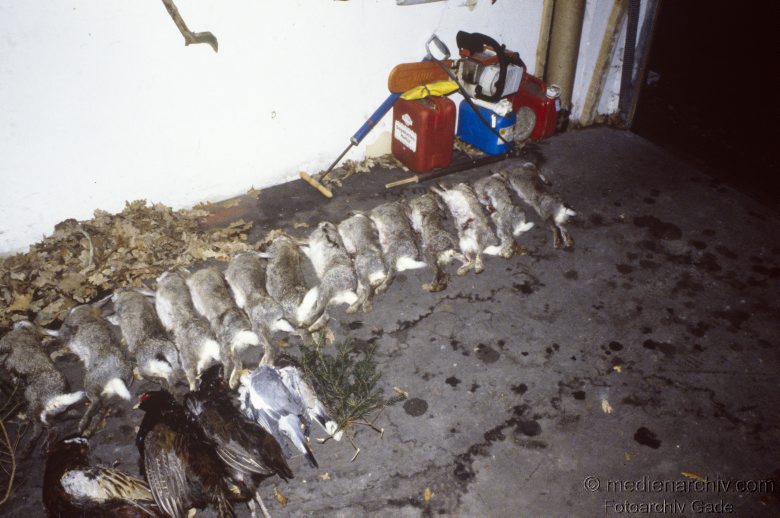 1978. Jagd. Erlegte Hasen und Fasane. Beute