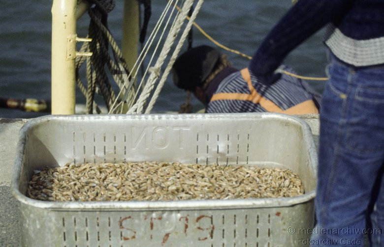 1978. Schleswig-Holstein. Sylt. Krabbenfischer im Hafen. Nordseekrabben