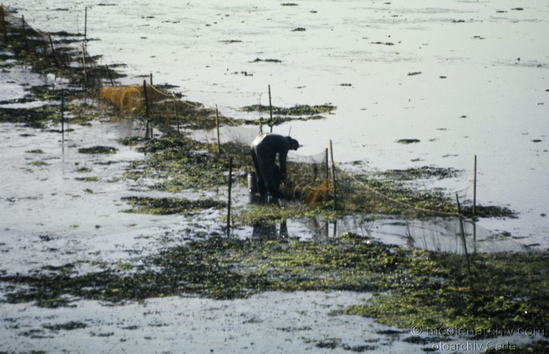 1978. Schleswig-Holstein. Sylt. Fischreusen an der Küste. Nordsee