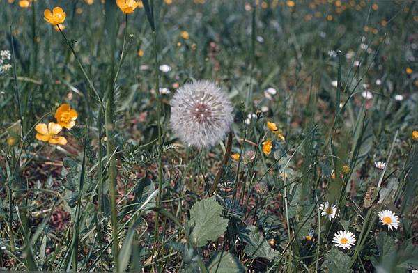 1970'er. Flora. Pflanzen. Blüten