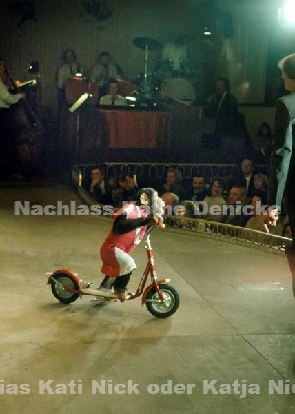 1977. Hamburg. Hansa Theater. Show. Varieté. Varietee. Affe. Ein Schimpanse fährt Roller auf der Bühne