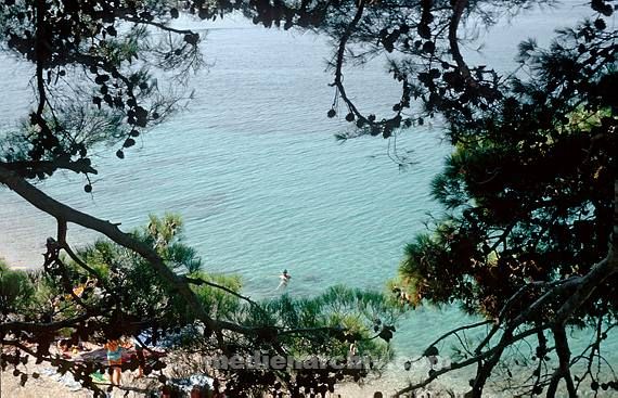 1975. Portugal. Küste. Meer. Atlantik. Stand. Nadelbaum