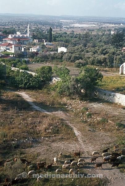 1977. Zypern. Cyprus. Cyprus. Schafherde