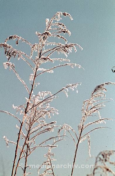 1958. DDR. Hubertusstock. Jahreszeiten. Winter. Eis und Reif an den Pflanzen