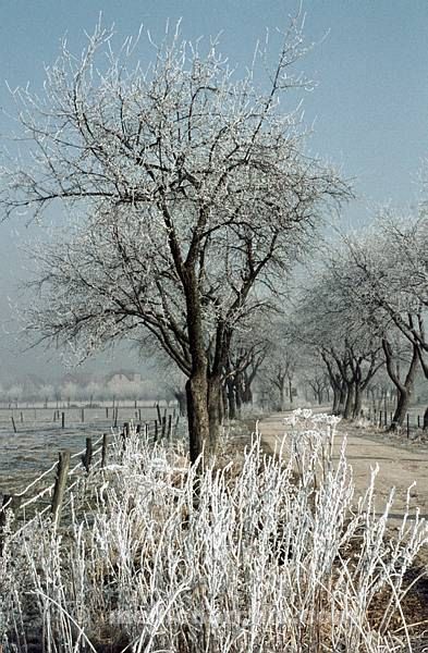 1958. DDR. Hubertusstock. Jahreszeiten. Winter. Eis und Reif an den Bäumen. Baum
