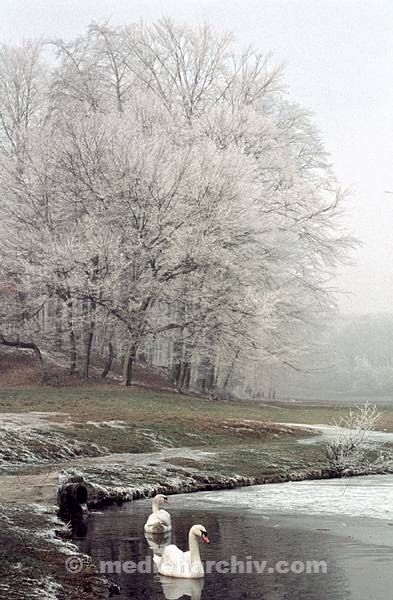 1958. DDR. Hubertusstock.  Jahreszeiten. Winter. Eis und Reif an den Bäumen. Baum. Vogel. Vögel. Schwan. Schwäne