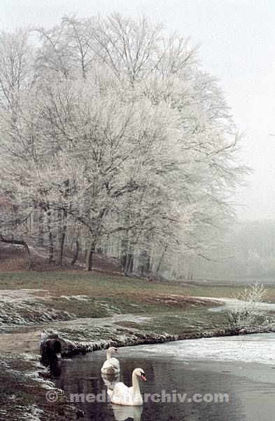 1958. DDR. Hubertusstock. Jahreszeiten. Winter. Eis und Reif an den Bäumen. Baum. Vogel. Vögel. Schwan. Schwäne