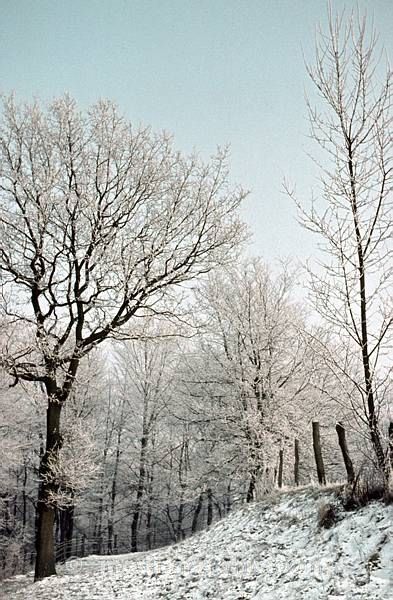 1958. DDR. Hubertusstock.  Jahreszeiten. Winter. Eis und Reif an den Bäumen. Baum