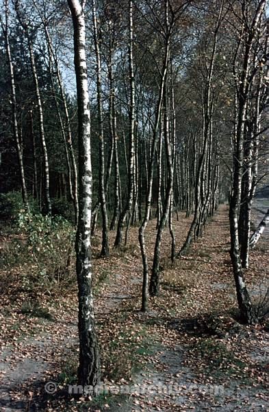 1958. Hubertusstock. Jahreszeiten. Wald. Baum. Bäume