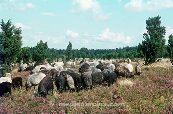 1963. Niedersachsen. Lüneburger Heide. Heidschnucken. Viehzucht. Heide. Herde. Fauna. Tiere. Viehzucht. Schafzucht.