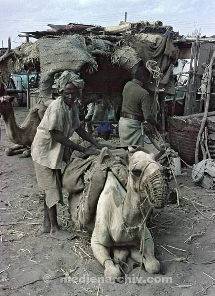 1966. Süd-Jemen. Adan. Aden. böses Kamel.