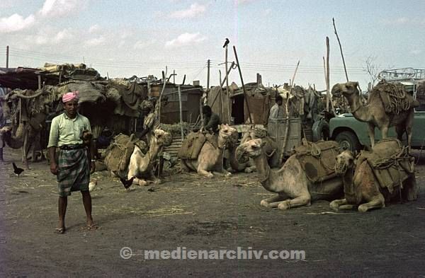 1966. Süd-Jemen. Adan. Aden. Kamelmarkt.