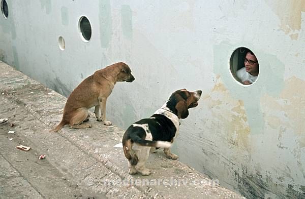 1970. Karibik. Hunde an der Pier neben einem Schiff. Der Koch guckt durch ein Bullauge.
