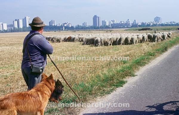 1991. Berlin. Neukölln. Rudow. / Brandenburg. Schäfer mit Schafherde auf der ehemaligen DDR Grenze.