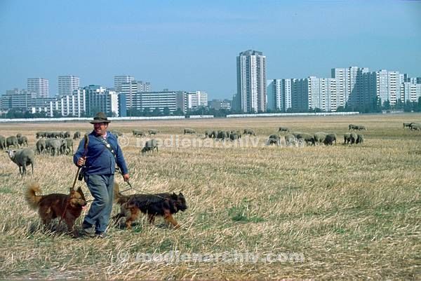 1991. Berlin. Neukölln. Rudow. / Brandenburg. Schäfer mit Schafherde auf der ehemaligen DDR Grenze.