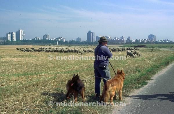 1991. Berlin. Neukölln. Rudow. / Brandenburg. Schäfer mit Schafherde auf der ehemaligen DDR Grenze.