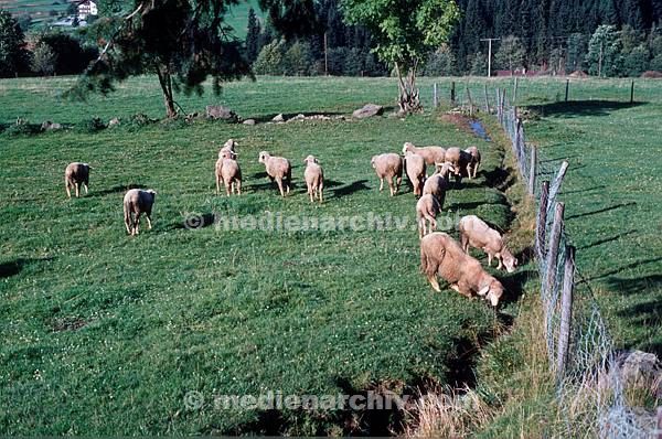 1981. Bayern. Weide. Viehzucht. Schafe