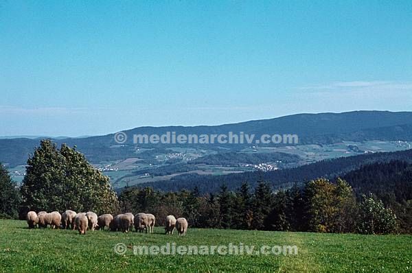 1981. Bayern. Weide. Viehzucht. Schafe