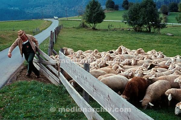 1981. Bayern. Weide. Viehzucht. Schafe. Bauer. Zaun. Schafzüchter