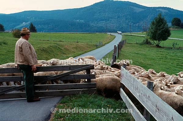 1981. Bayern. Weide. Viehzucht. Schafe. Bauer. Zaun. Schafzüchter
