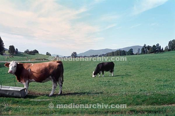 1981. Bayern. Weide. Viehzucht. Rinder. Kühe