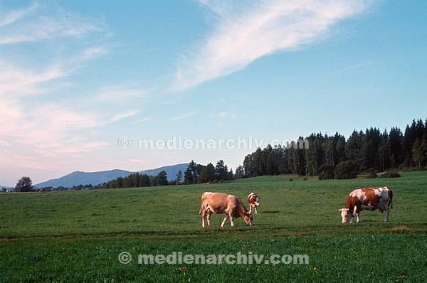 1981. Bayern. Weide. Viehzucht. Rinder. Kühe. Viehwirtschaft