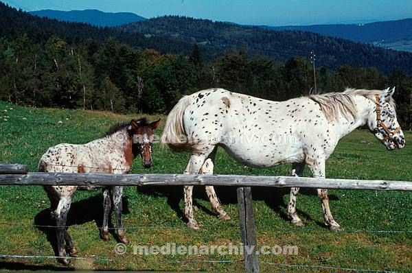 1981. Bayern. Pferde auf der Weide. Stute und Fohlen