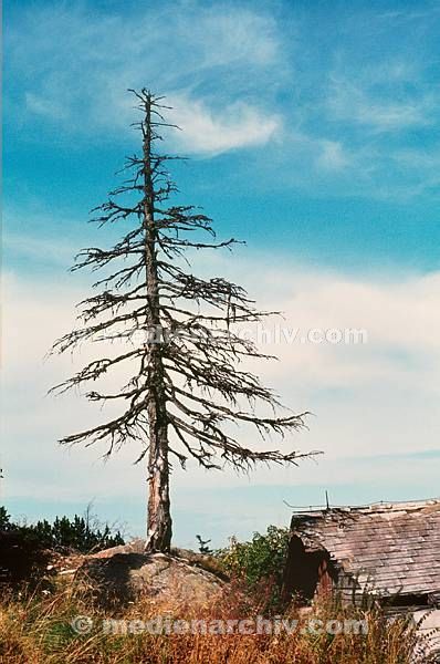 1981. Bayern. Waldsterben. Tote Kiefer. Abgestorbener Baum