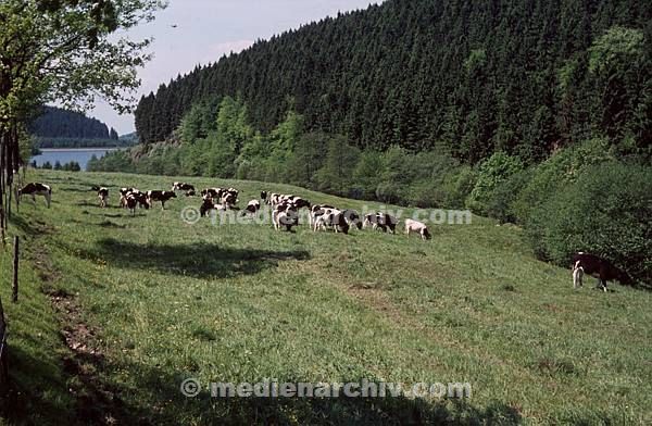 1963. Niedersachsen. Harz. Kühe auf der Weide. Viehwirtschaft, Landwirtschaft. Milchkuh.