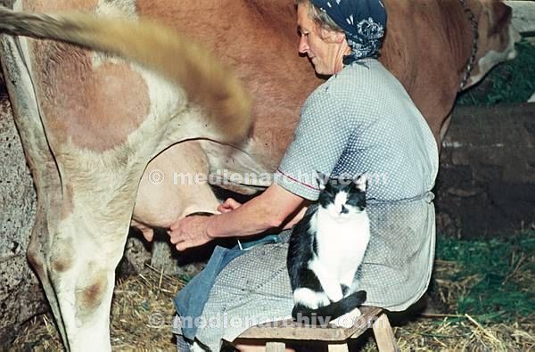 September 1952. Deutschland. Bayern. Eschenbach. Germany. Bavaria. Eine Bäuerin melkt eine Kuh. Euter. Milch. Katze.
