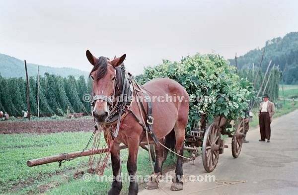 September 1952. Deutschland. Bayern. Eschenbach. Germany. Bavaria. Pferd mit Karren. Hopfenernte. Landwirtschaft.