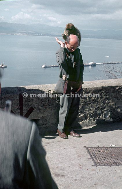 1966. Gibraltar. Britische Kronkolonie. Meer. Berberaffe oder Magot, Macaca silvanus. Affe