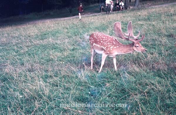 Deutschland. Bad Orb. Tierpark. Fauna. Tiere. Hirsche