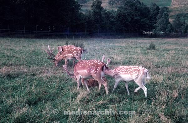 Deutschland. Bad Orb. Tierpark. Fauna. Tiere. Hirsche