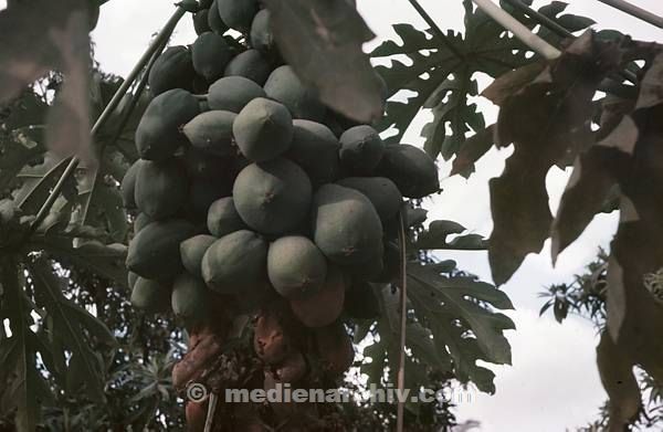 1970er. Israel. Jericho. Papaya. Baum Früchte. Flora. Pflanzen. Papaya