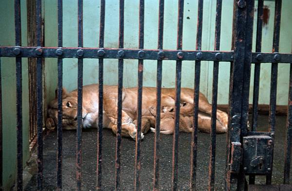 Im Zoo. Löwin mit vier Jungen