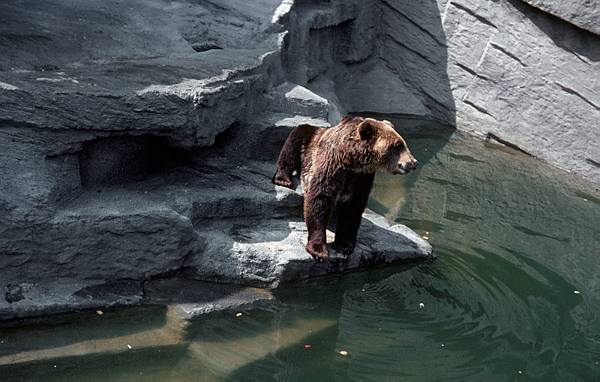 Im Zoo. Braunbär am Wasser
