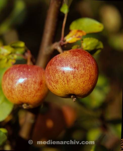 Flora. Pflanzen. Baum. Apfel. Obst