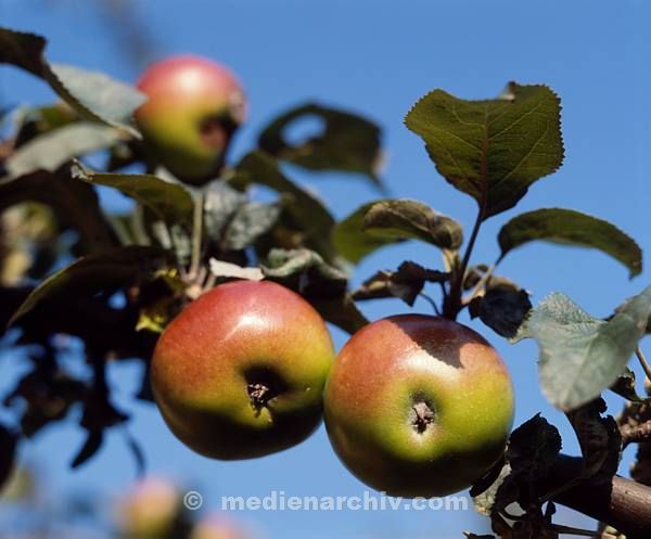 Flora. Pflanzen. Baum. Apfel. Obst