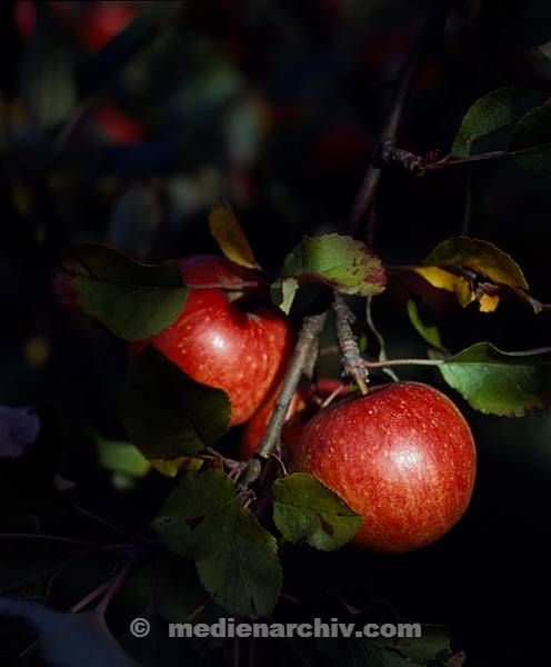 Flora. Pflanzen. Baum. Apfel. Obst