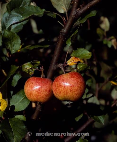 Flora. Pflanzen. Baum. Apfel. Obst
