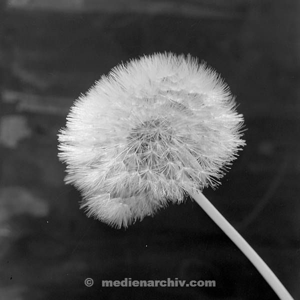 1967. Flora. Pflanzen. Löwenzahn. Pusteblume. In Frankreich aufgenommen