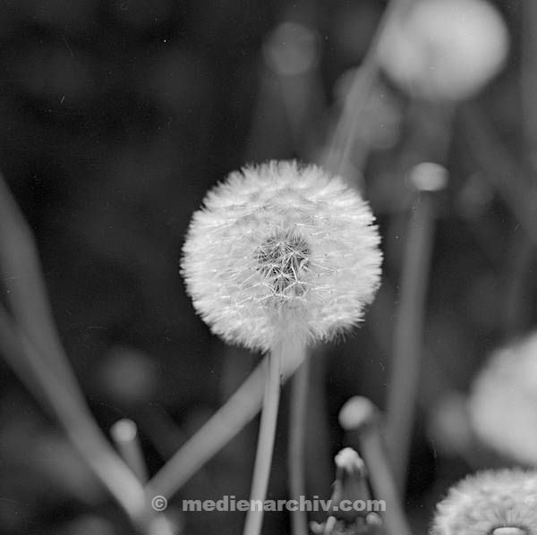 1967. Flora. Pflanzen. Löwenzahn. Pusteblume. In Frankreich aufgenommen