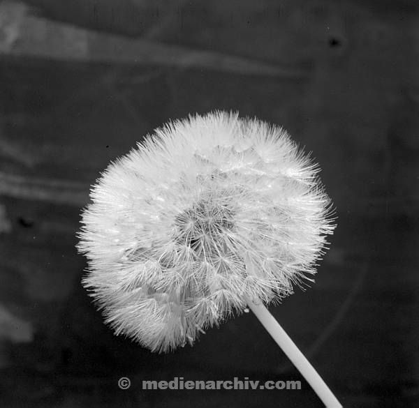 1967. Flora. Pflanzen. Löwenzahn. Pusteblume. In Frankreich aufgenommen
