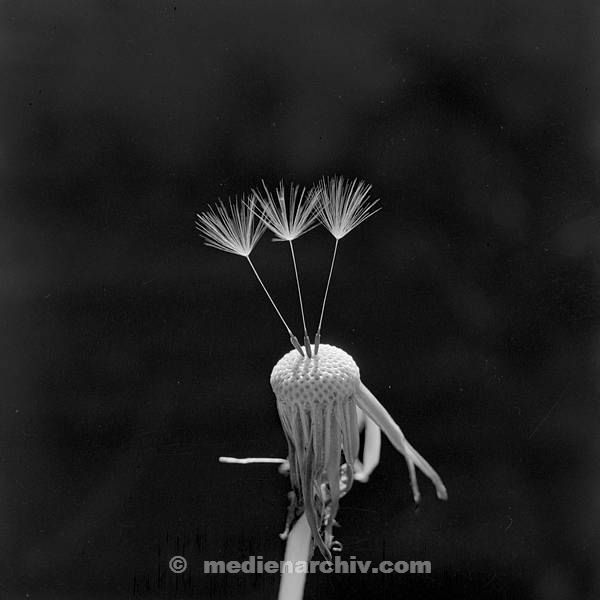 1967. Flora. Pflanzen. Löwenzahn. In Frankreich aufgenommen